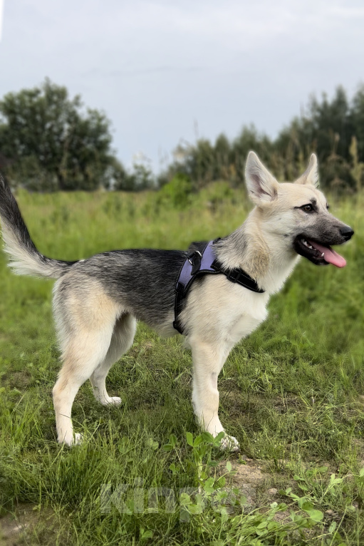 Собаки в Москве: БОНИ. Необыкновенная красотка. (Не овчарка) Девочка, 1 руб. - фото 2