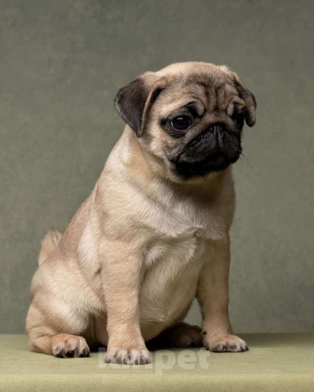 Собаки в Санкт-Петербурге: Прелестная  бежевая девочка Девочка, Бесплатно - фото 1