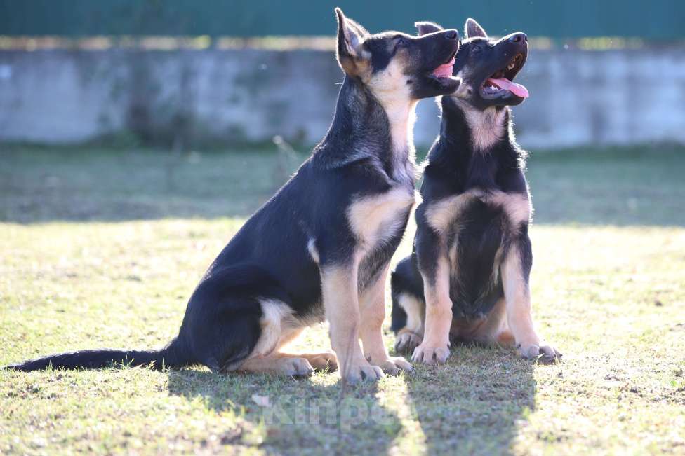 Собаки в Тарусе: Щенки восточноевропейской овчарки  Девочка, 50 000 руб. - фото 8