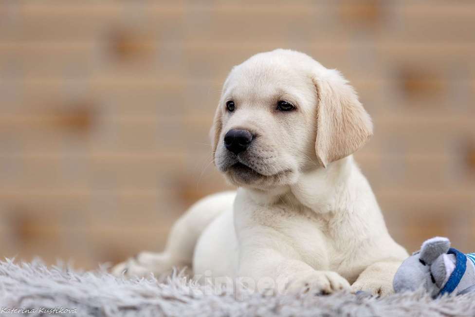 Собаки в других городах Московской области: Палевые щенки Лабрадора от Чемпиона Мира Мальчик, 90 000 руб. - фото 8