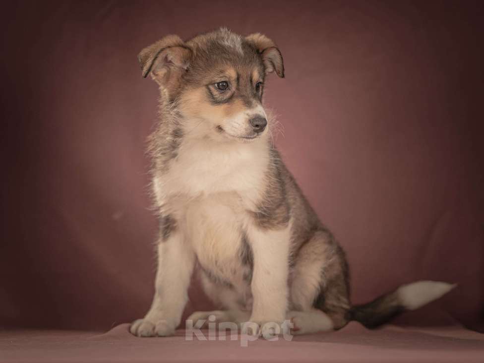 Собаки в Клине: Зорро — дружелюбный крепыш, который готов любить вас всем своим щенячьим сердцем Мальчик, Бесплатно - фото 5