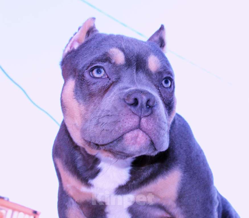 Собаки в Омске: Девочка американский булли Девочка, 100 000 руб. - фото 5