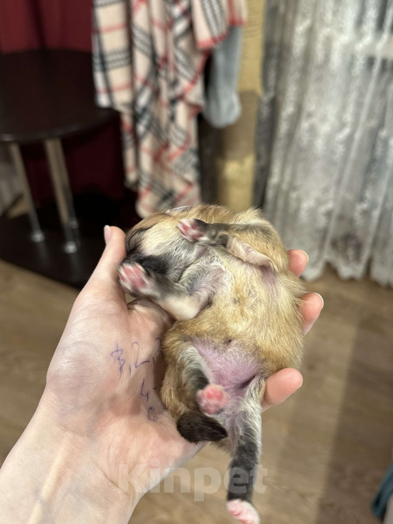 Собаки в Тюмени: Немецкий шпиц щенок девочка Девочка, 40 000 руб. - фото 3