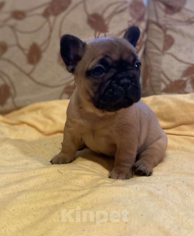 Собаки в Санкт-Петербурге: Очаровательная девочка французик Девочка, 40 000 руб. - фото 4