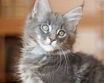 Кошки в Сочи: Котята метисы Мейн Куна с генами шотландской вислоухой кошки  Мальчик, 1 500 руб. - фото 2