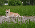 Собаки в Саратове: Японская Акита Девочка, 15 000 руб. - фото 1