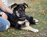 Собаки в Москве: Щенок настоящий друг и компаньон для семьи Девочка, Бесплатно - фото 5