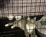 Кошки в Санкт-Петербурге: Кошка из приюта в добрые руки Девочка, Бесплатно - фото 9