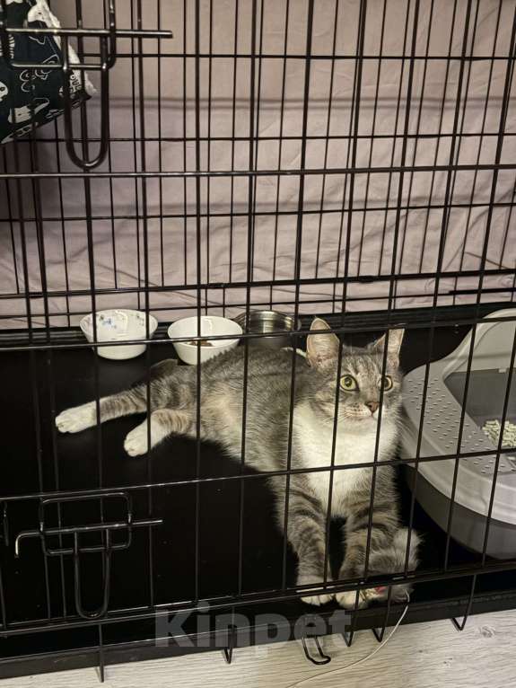 Кошки в Санкт-Петербурге: Кошка из приюта в добрые руки Девочка, Бесплатно - фото 9