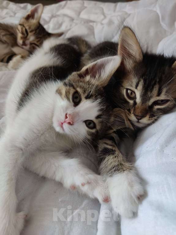 Кошки в Одинцово: Котенок, 2 месяца, самостоятельная, умная, отдаем. Мальчик, 1 руб. - фото 6
