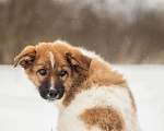 Собаки в других городах Московской области: Щенок в добрые руки Мальчик, Бесплатно - фото 6