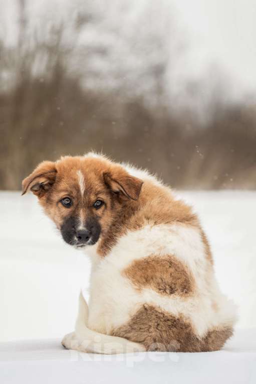 Собаки в других городах Московской области: Щенок в добрые руки Мальчик, Бесплатно - фото 6