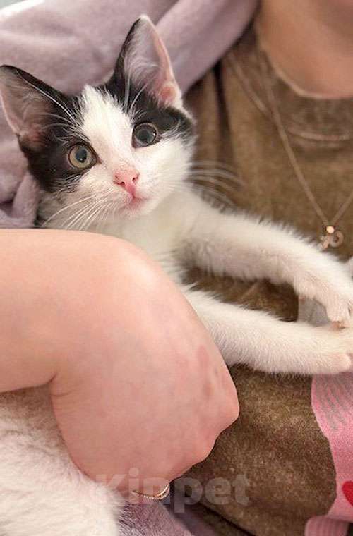 Кошки в Санкт-Петербурге: Ласковый трогательный котёнок Кузя ищет дом  Мальчик, 10 руб. - фото 7