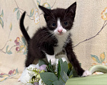Кошки в Сосновом Бору: Котенок Кроха Девочка, Бесплатно - фото 3
