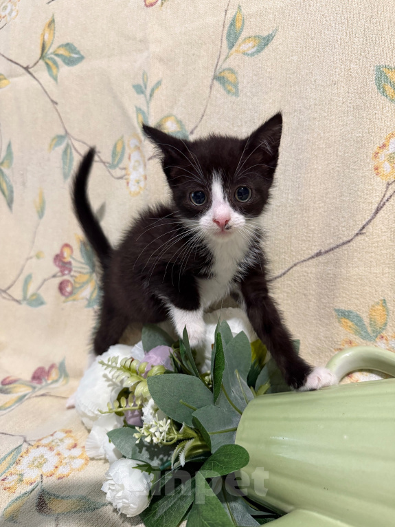 Кошки в Сосновом Бору: Котенок Кроха Девочка, Бесплатно - фото 3