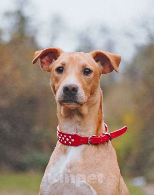 Собаки в Санкт-Петербурге: Очаровательный некрупный песик-подросток Вилли ищет семью   Мальчик, 10 руб. - фото 9