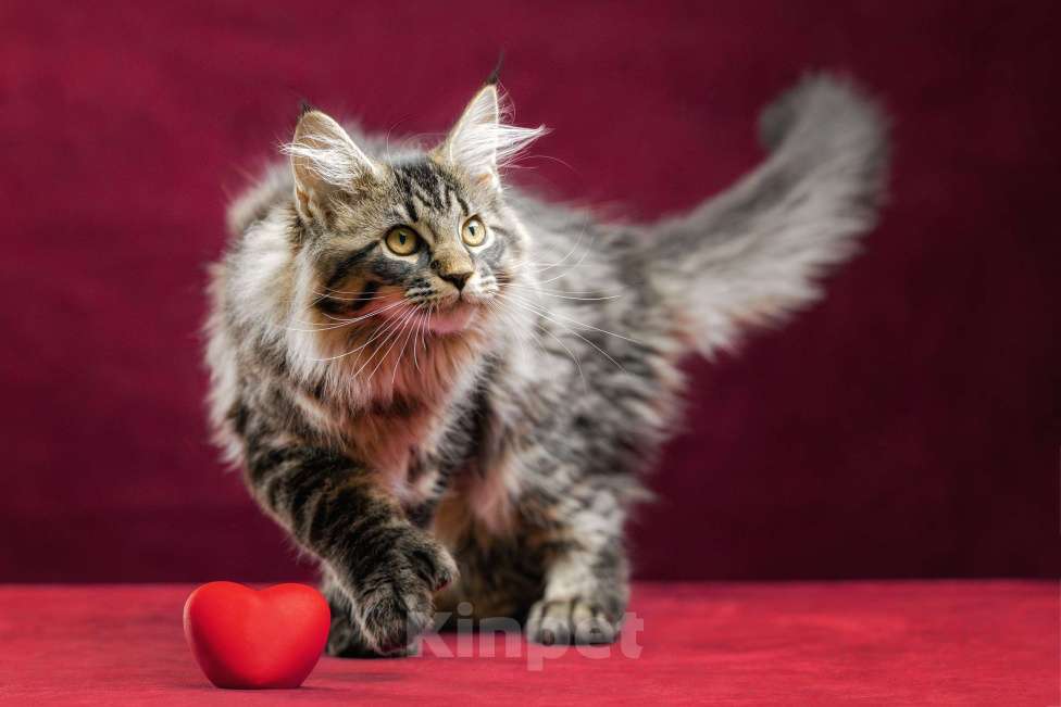 Кошки в других городах Ленинградской области: Котята мей-куна Мальчик, 45 000 руб. - фото 10