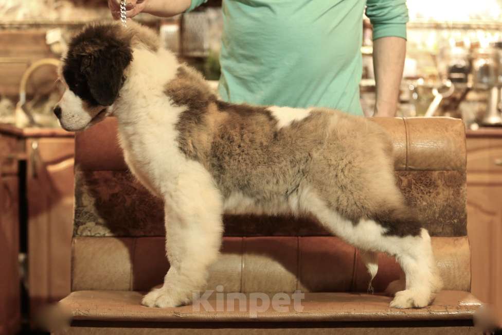 Собаки в Костроме: Щенки сенбернара, великан, друг, силач, сторож Разнополые, Бесплатно - фото 9