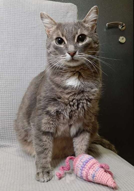 Кошки в Москве: Серая кошка Таисия в добрые руки Девочка, 1 руб. - фото 6