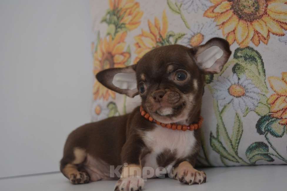 Собаки в Екатеринбурге: щенки чихуахуа Разнополые, 25 000 руб. - фото 5