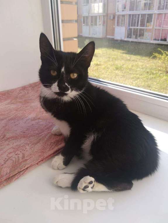 Кошки в Москве: Приютите одинокого Ронечку. Мальчик, Бесплатно - фото 4