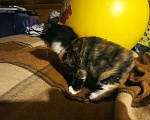 Кошки в Химках: Мейн-кун+британец котята бесплатно Мальчик, Бесплатно - фото 10