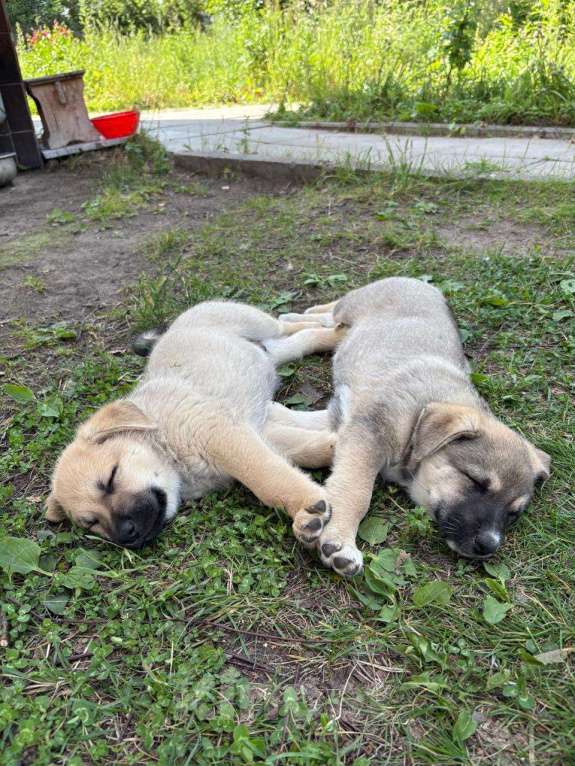 Собаки в других городах Московской области: Веста Девочка, Бесплатно - фото 2