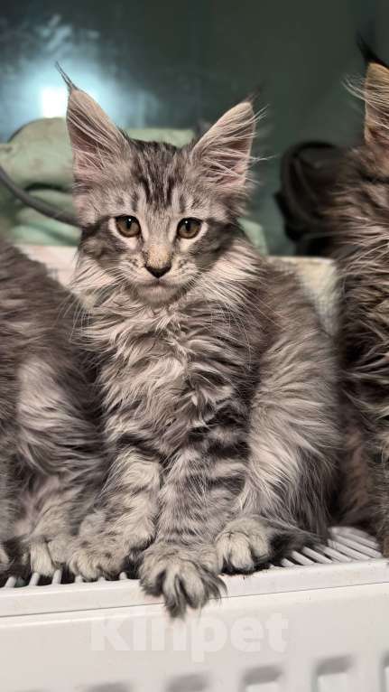 Кошки в Санкт-Петербурге: Котёнок мейн-кун Девочка, 25 000 руб. - фото 5