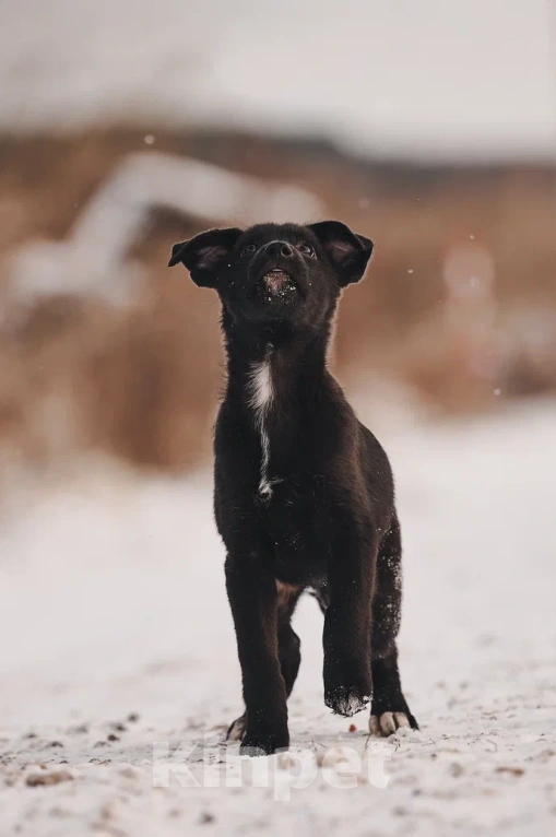 Собаки в Лосином-Петровском: Джемма малышка из Волгорада в мо Девочка, Бесплатно - фото 6