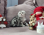 Кошки в Москве: Малыш Шалфей ждёт свою семью  Мальчик, 50 000 руб. - фото 1