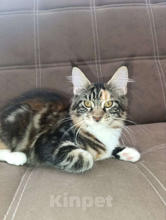 Кошки в Симферополе: Котята Мейн-кун Девочка, 20 000 руб. - фото 2