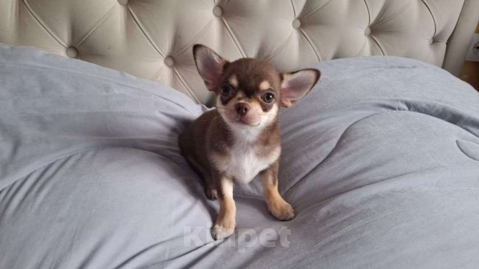 Собаки в Подольске: Щенок чихухуа Мальчик, 38 000 руб. - фото 4