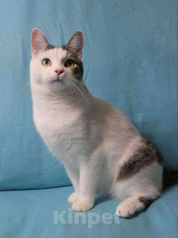 Кошки в Москве: Беляшик хочет обнимашек  Мальчик, Бесплатно - фото 3