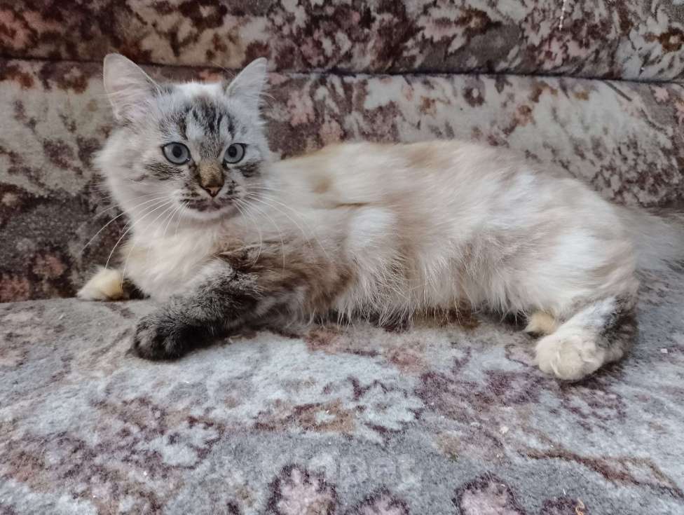 Кошки в Щелково: Маруся ищет дом Девочка, Бесплатно - фото 3