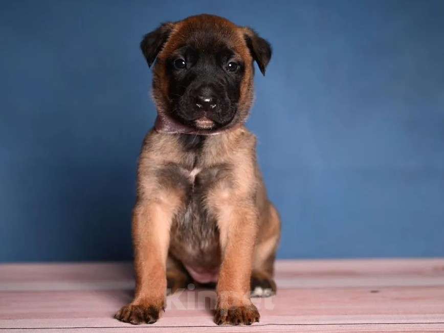 Собаки в других городах Краснодарского края: Щенки малинуа Девочка, 50 000 руб. - фото 4