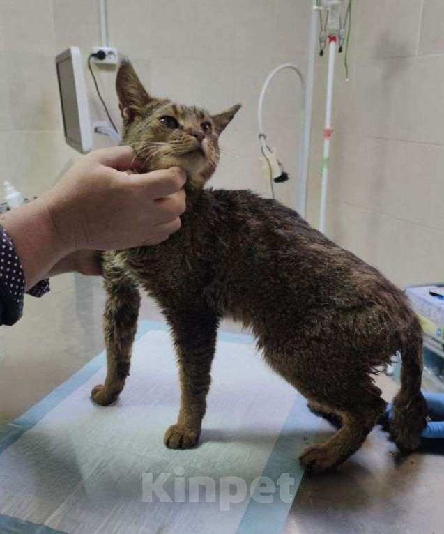 Кошки в других городах Московской области: метис абиссин Мальчик, Бесплатно - фото 3