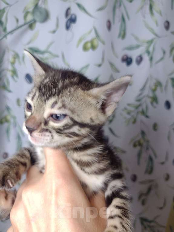 Кошки в Санкт-Петербурге: Девочка браун Девочка, Бесплатно - фото 1