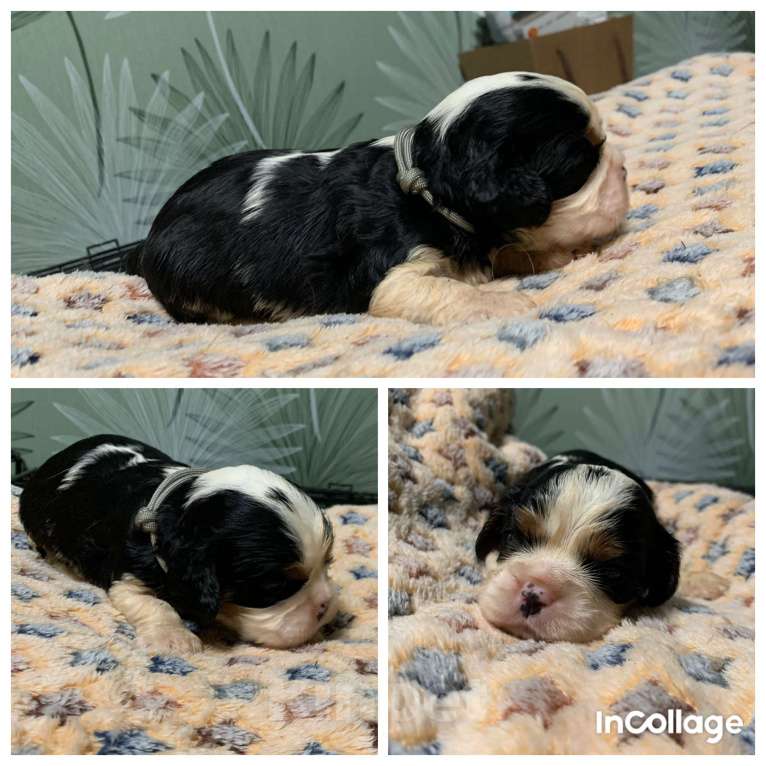 Собаки в Краснодаре: Девочки ККЧС ТРИКОЛОР Девочка, 70 000 руб. - фото 3