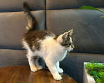 Кошки в Москве: Шурик котенок Мальчик, Бесплатно - фото 4