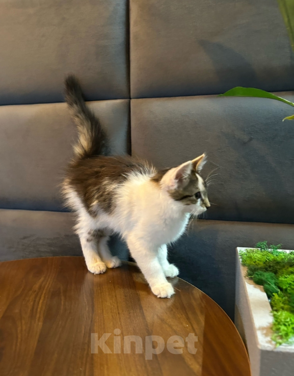 Кошки в Москве: Шурик котенок Мальчик, Бесплатно - фото 4