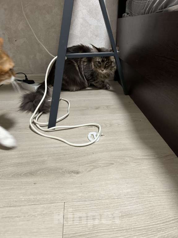 Кошки в других городах Свердловской области: Кот мейн-кун 7 месяцев Мальчик, 7 000 руб. - фото 2