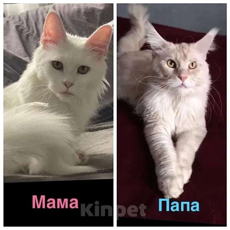 Кошки в Подольске: Белоснежное чудо, принесет в длм Счастье и Благополучие! Котенок мальчик добрый и очень умный. Мальчик, 15 000 руб. - фото 6