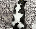 Кошки в Москве: Кот домашний  Мальчик, Бесплатно - фото 2