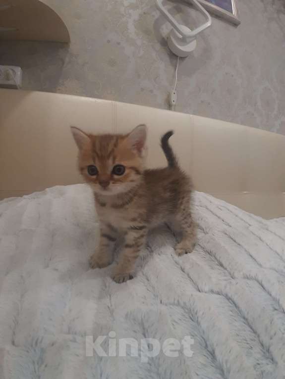 Кошки в Санкт-Петербурге: Шотландские вислоухие и прямоухие котята Девочка, 8 000 руб. - фото 3