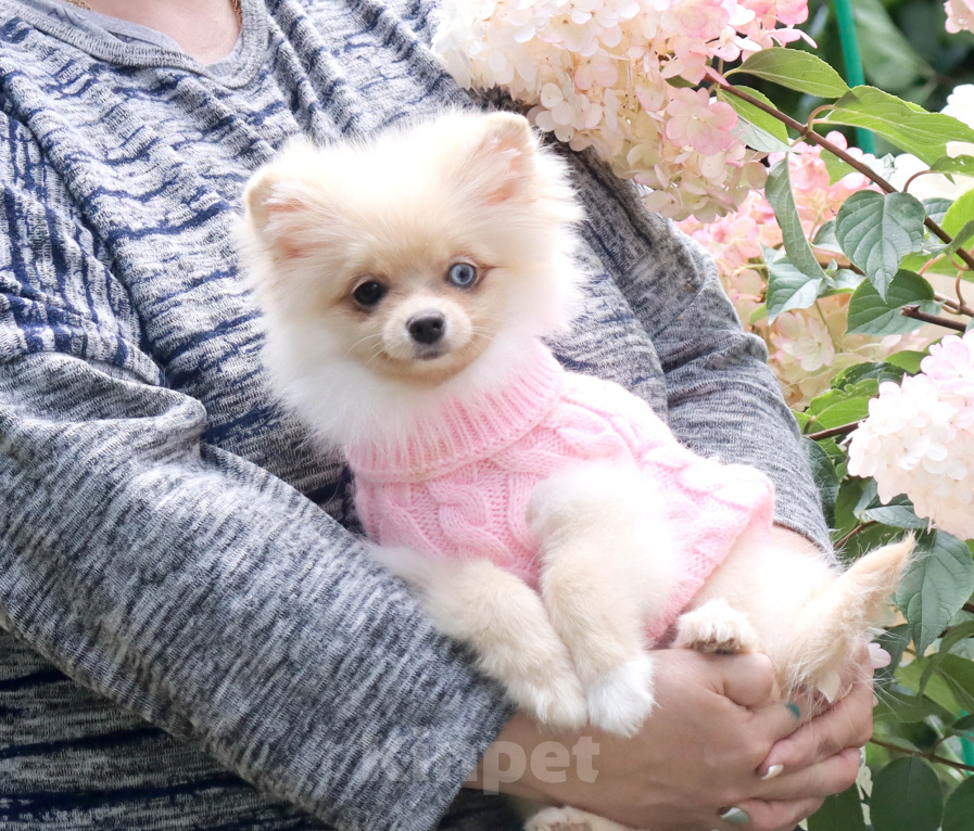 Собаки в Москве: Самая ласковая малышка шпица Девочка, 35 000 руб. - фото 3