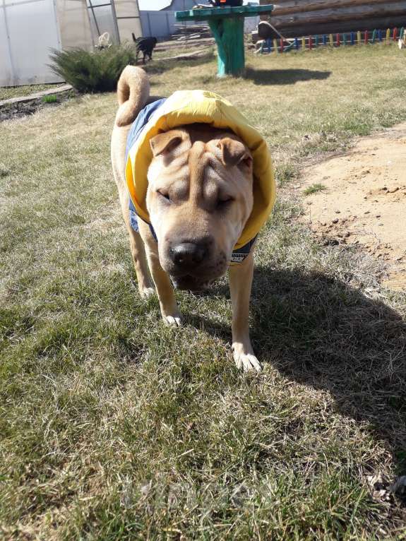 Собаки в Тольятти: Шарпей девочка Девочка, Бесплатно - фото 6