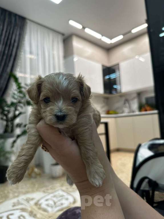 Собаки в других городах Ростовской области: Мальтипу мини Девочка, 150 000 руб. - фото 5