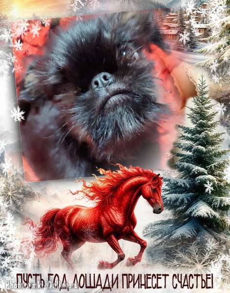 Собаки в Санкт-Петербурге: Гриффончик Мальчик, 60 000 руб. - фото 1