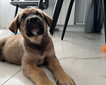 Собаки в Сочи: Щенок-вундеркинд в дар Мальчик, Бесплатно - фото 4