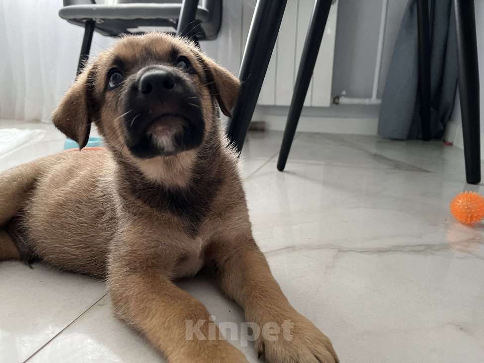 Собаки в Сочи: Щенок-вундеркинд в дар Мальчик, Бесплатно - фото 4